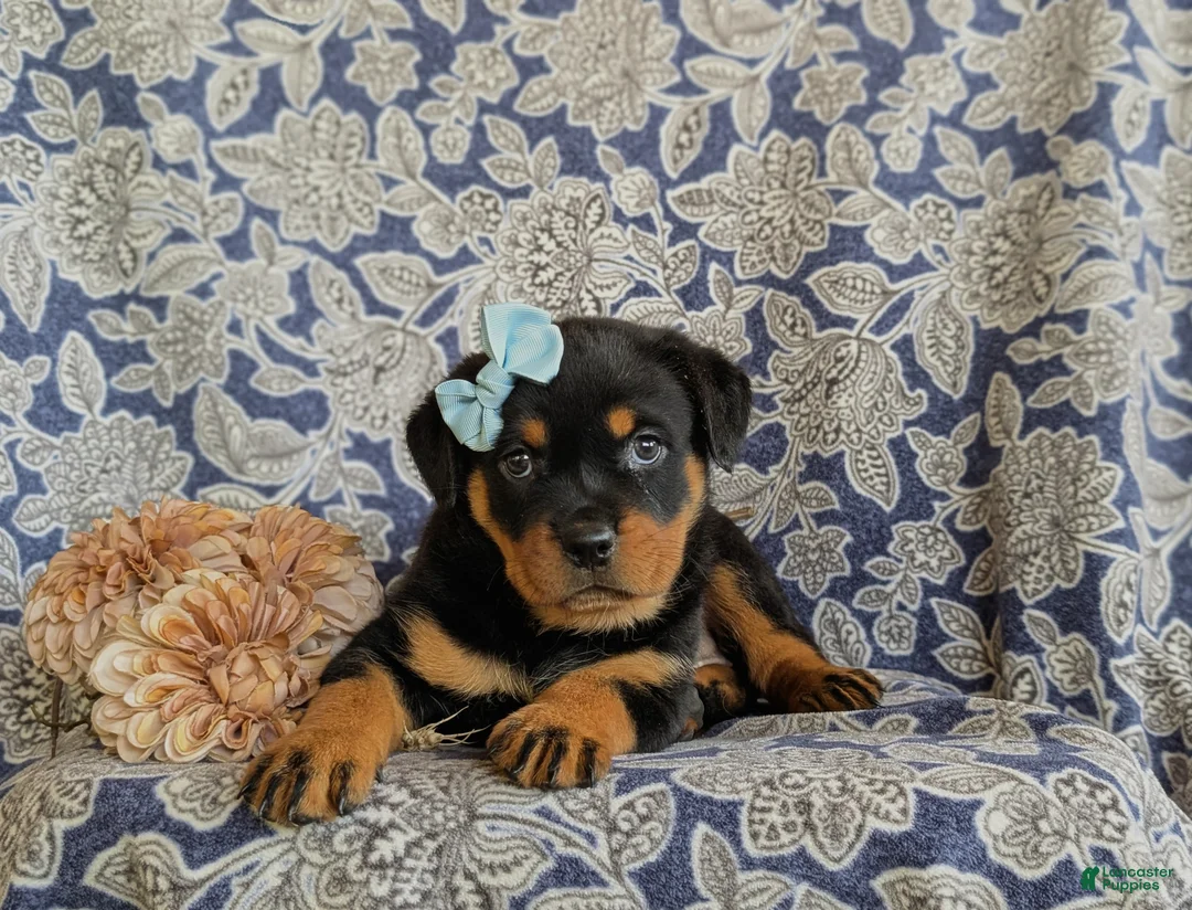 Rottweiler dogs for sale: Dayna - Ad 5