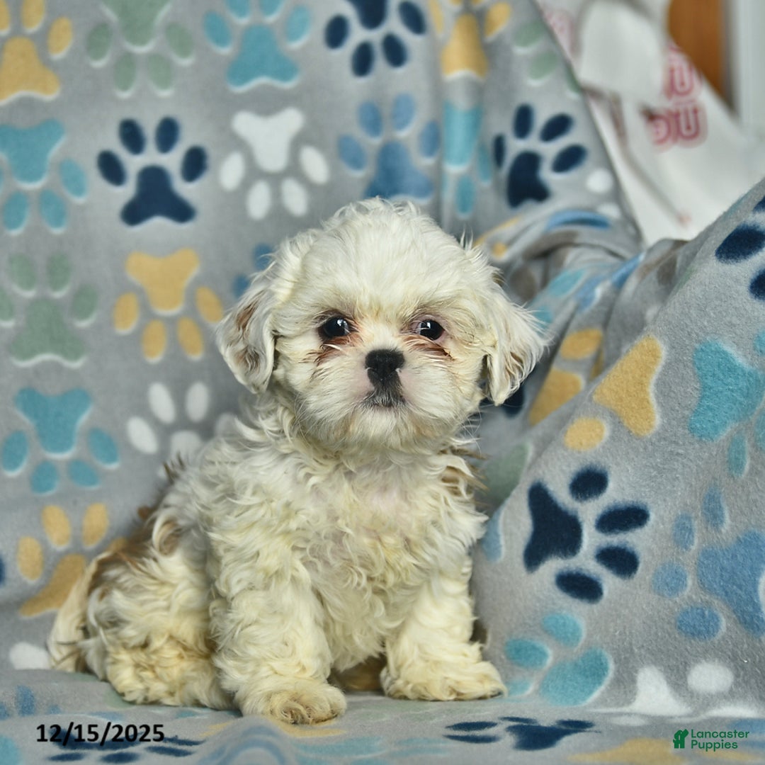 Shih Tzu dogs for sale: Snowball  - Ad 2