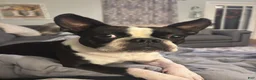 Boston Terrier dogs for sale: Boston Terrier Puppy 2 - Ad 3
