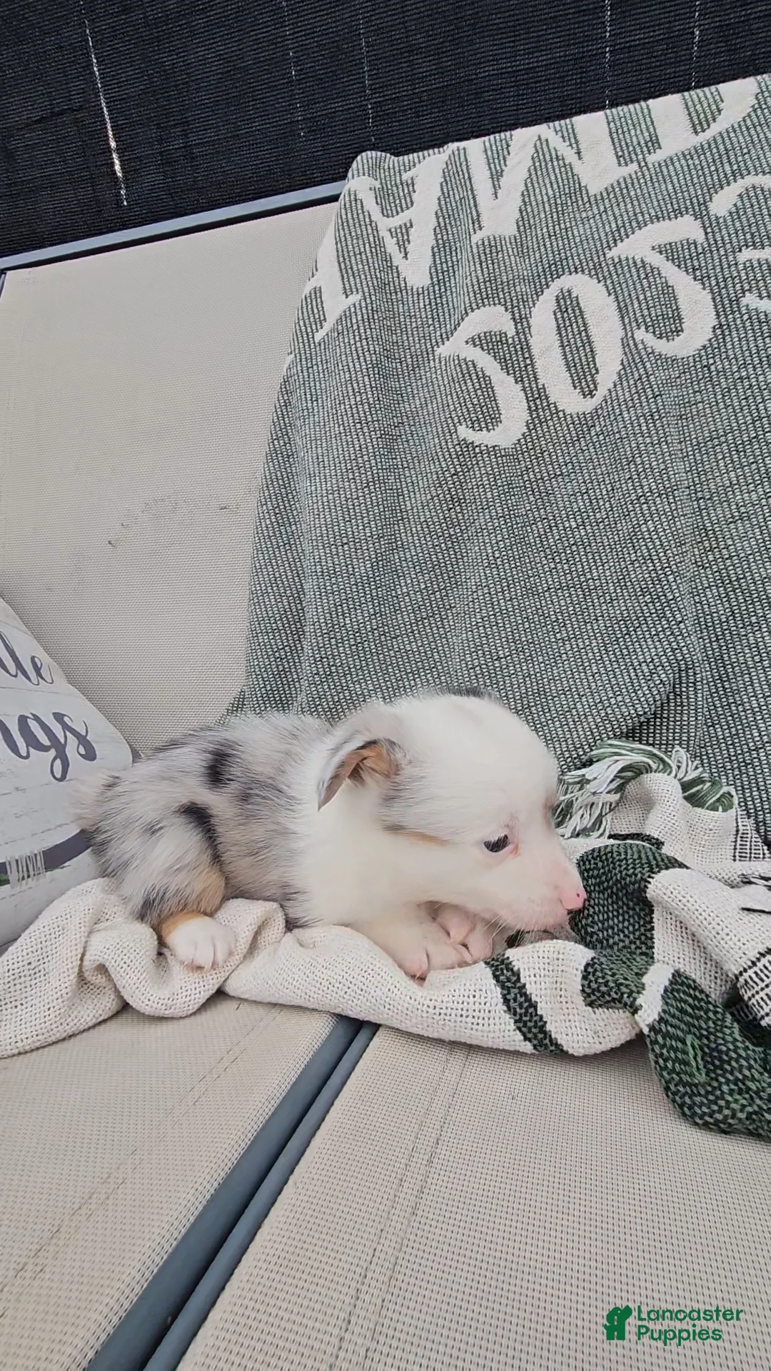 Mixed Breed dogs for sale: Reed - Ad 3