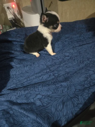 Gallery Image {{count}}