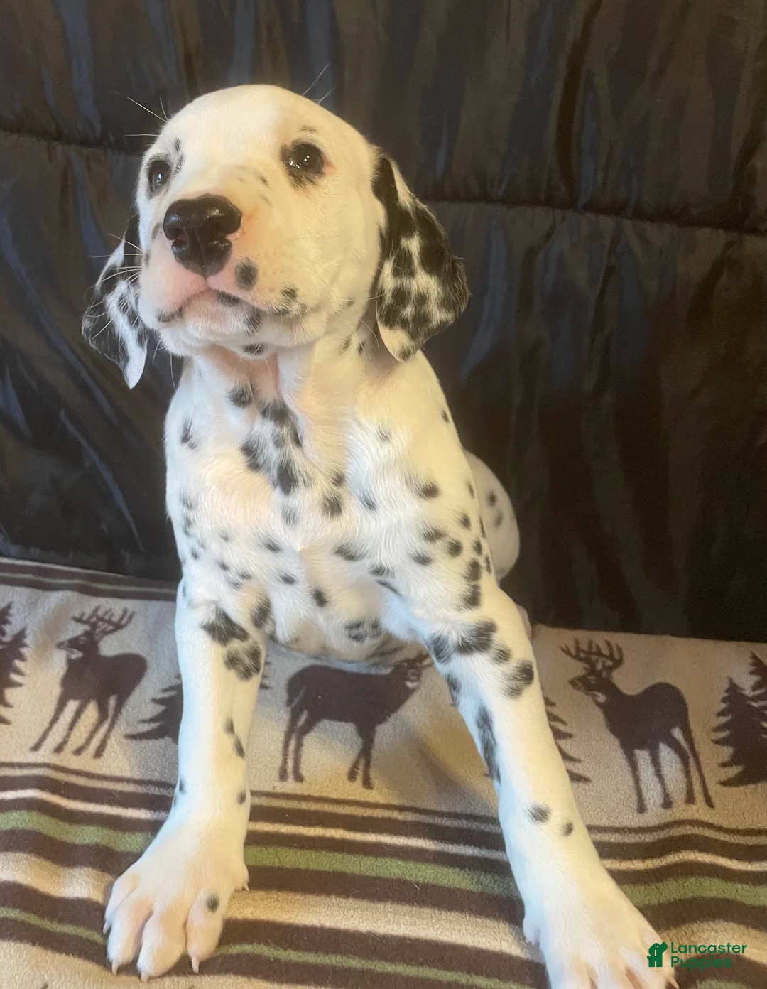 Dalmatian dogs for sale: Spot - Ad 1