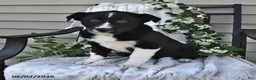 Mixed Breed dogs for sale: Stella - Ad 3