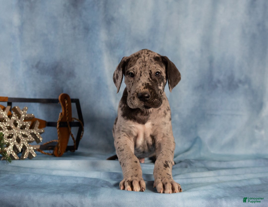 Great Dane dogs for sale: Duke - Ad 3