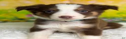 Australian Shepherd dogs for sale: Australian Shepherd Flash - Ad 3