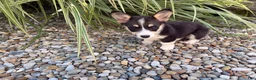 Welsh Corgi Pembroke dogs for sale: Holly - Ad 8