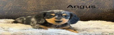 Angus