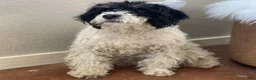 Mini Bernedoodle dogs for sale: Malachite - Ad 4