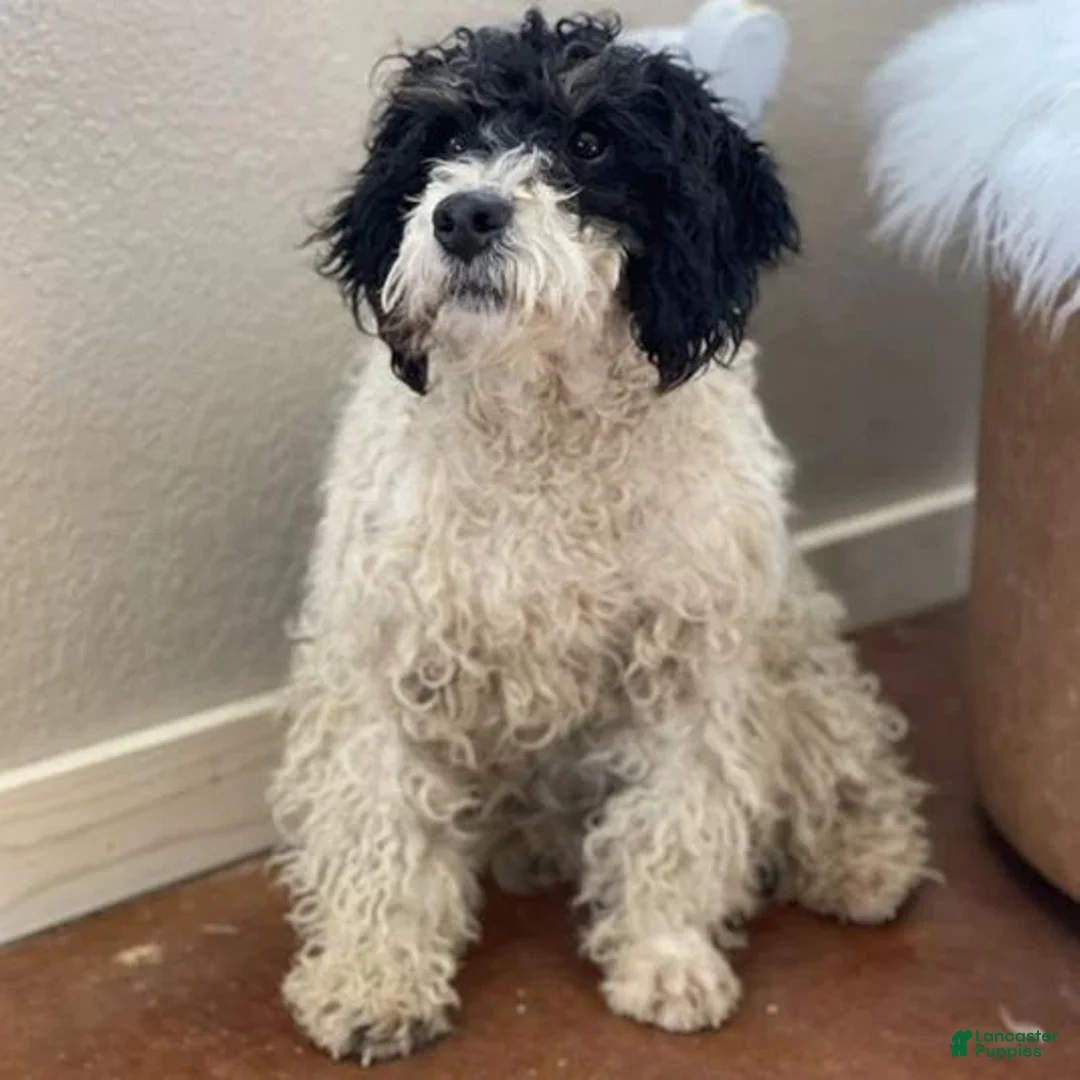 Mini Bernedoodle dogs for sale: Malachite - Ad 4