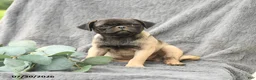 Pug dogs for sale: Hazel - Ad 3