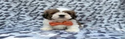 Lhasa Apso dogs for sale: Gannon - Ad 8