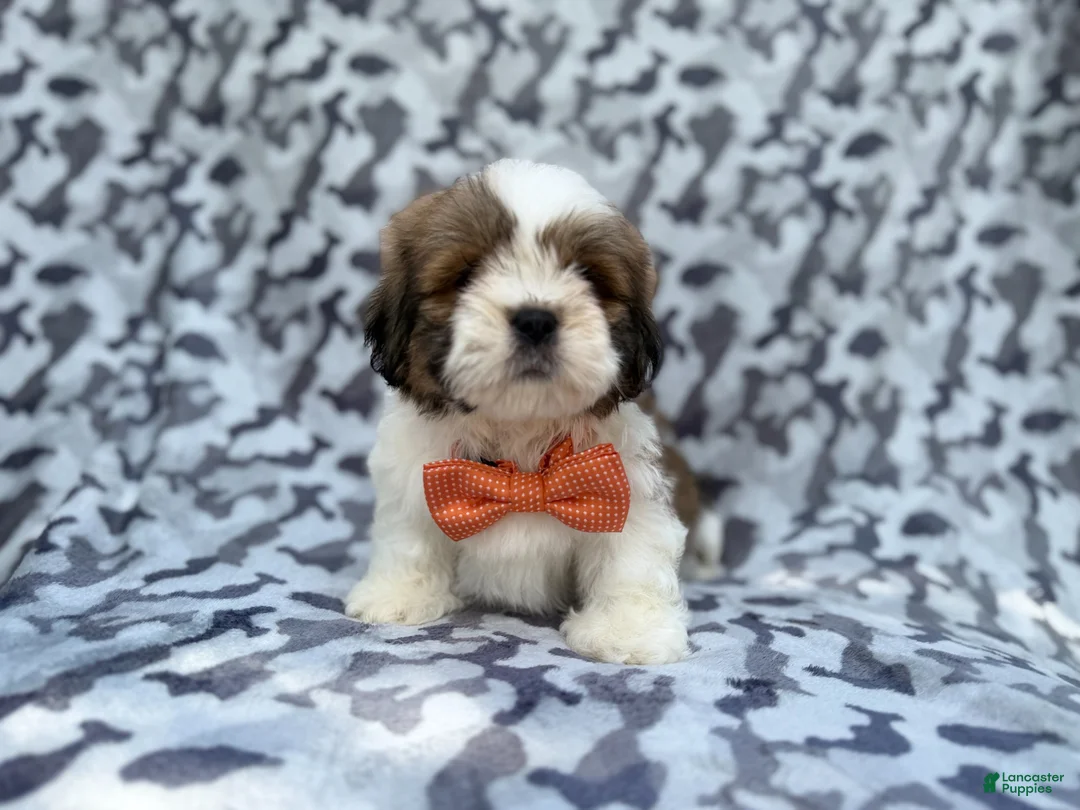 Lhasa Apso dogs for sale: Gannon - Ad 8