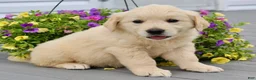 Golden Retriever dogs for sale: Zoey - Ad 4