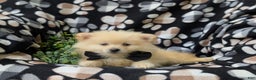 Pomeranian dogs for sale: MacDuff Genetic Testing 9 lbs Full Grown - Ad 16