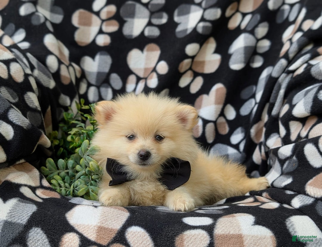 Pomeranian dogs for sale: MacDuff Genetic Testing 9 lbs Full Grown - Ad 16