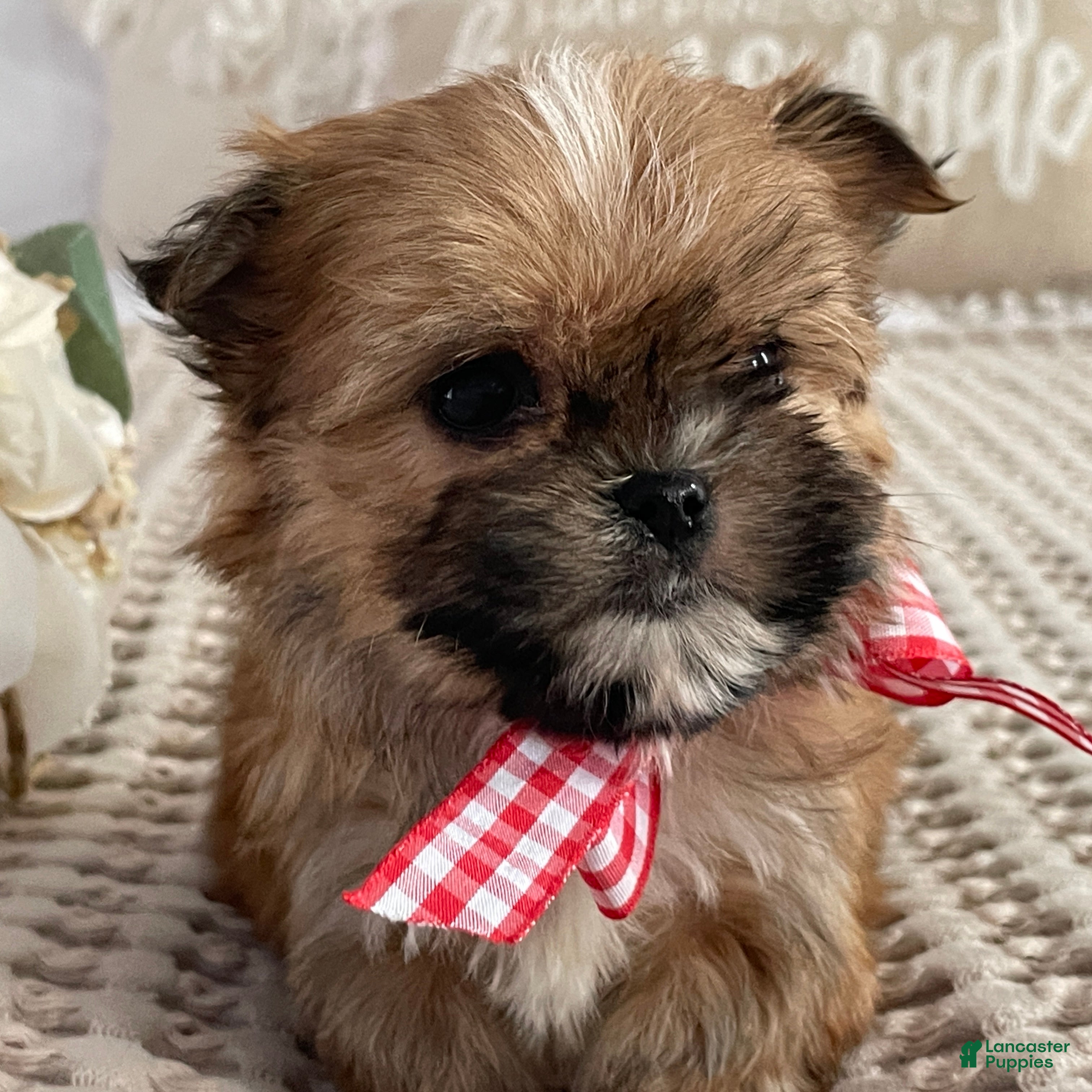 Morkie dogs Teacup Nugget - Ad 2