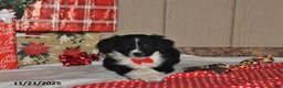 Australian Shepherd dogs for sale: Dakota - Ad 4