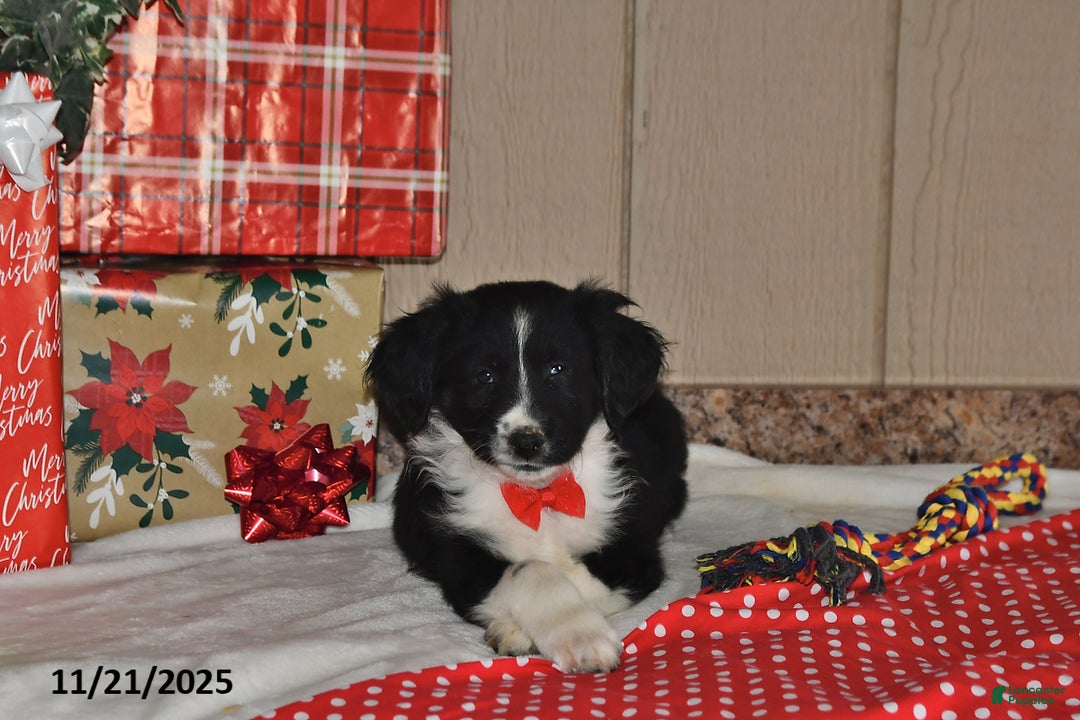 Australian Shepherd dogs for sale: Dakota - Ad 4