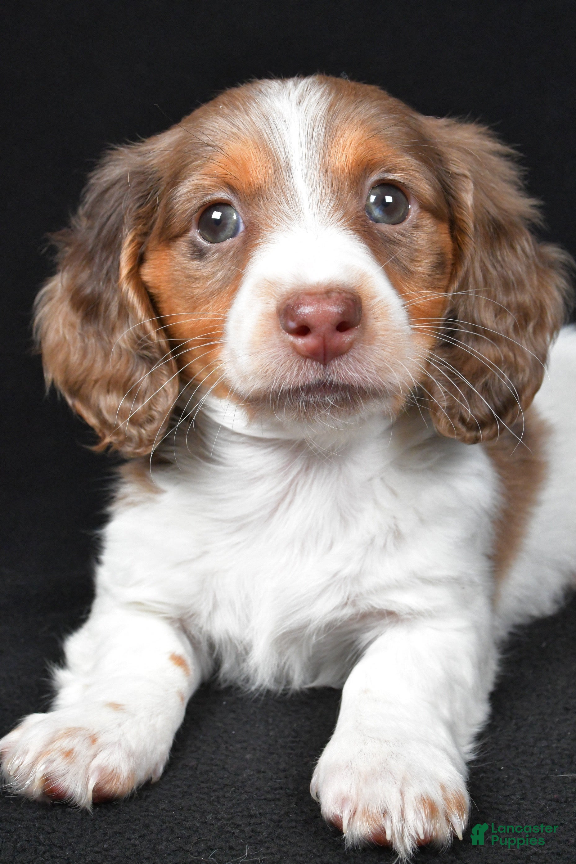 Dachshund dogs Nova - Ad 2