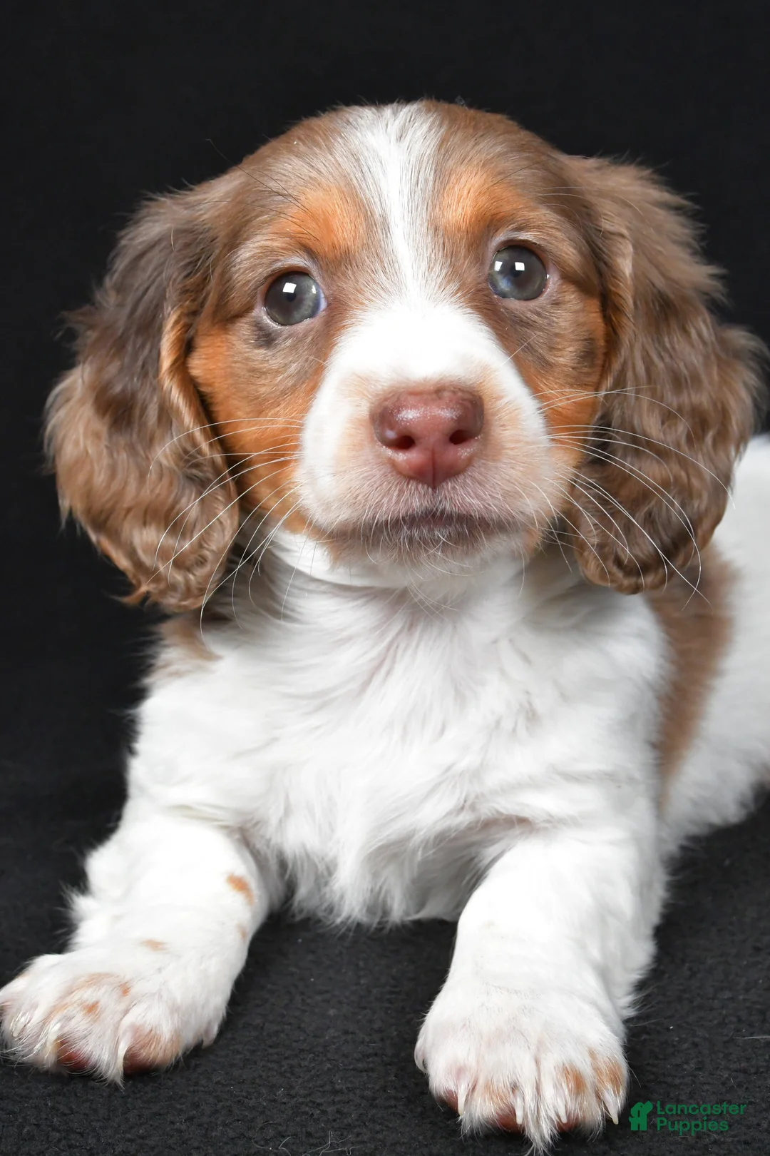 Dachshund dogs for sale: Nova - Ad 2