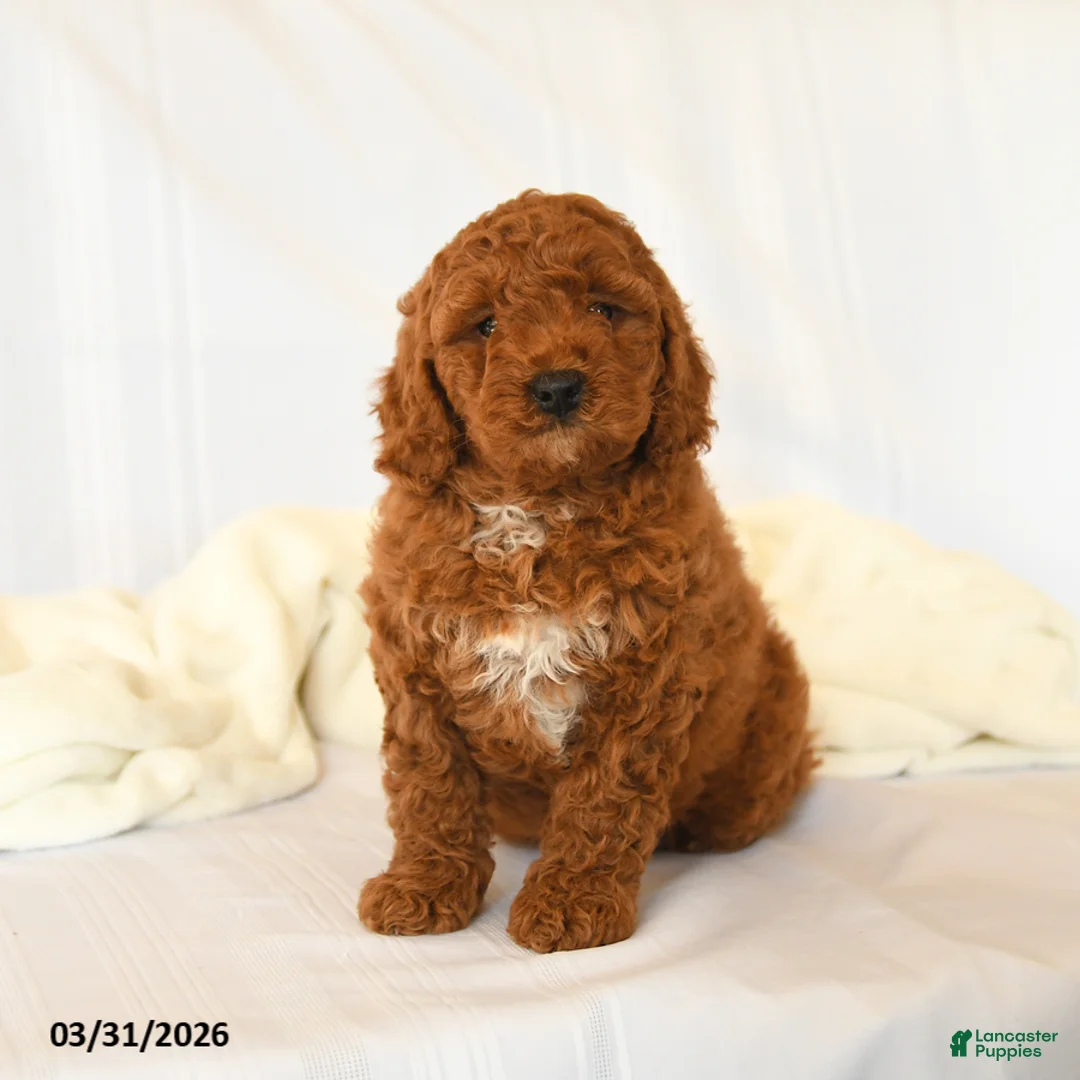 Miniature Poodle dogs for sale: Gem  - Ad 2