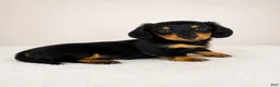 Miniature Dachshund dogs for sale: Gracie - Ad 4