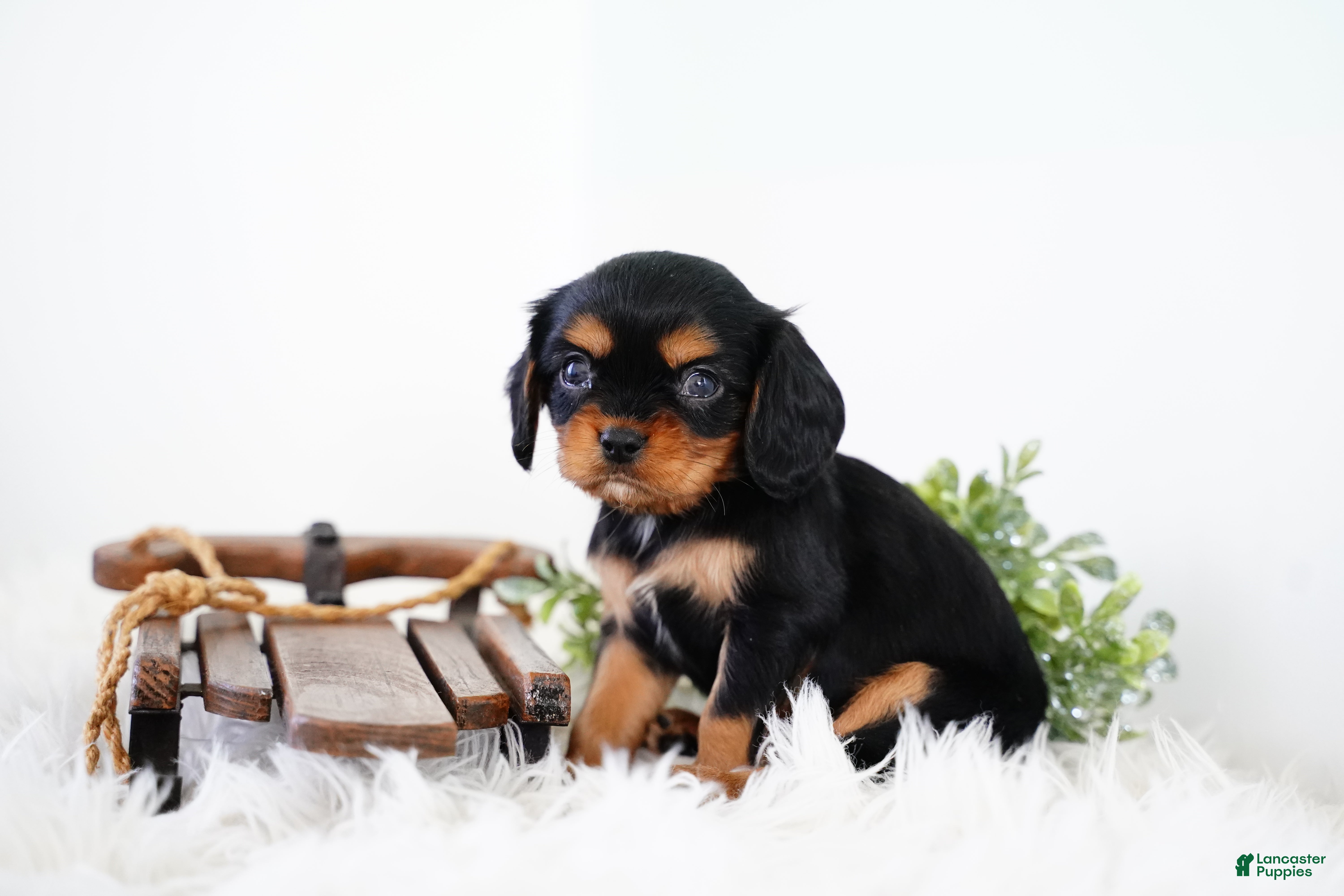 Cavalier King Charles Spaniel dogs Rhett - Ad 11