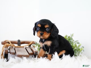 Cavalier King Charles Spaniel dogs Rhett - Ad 11
