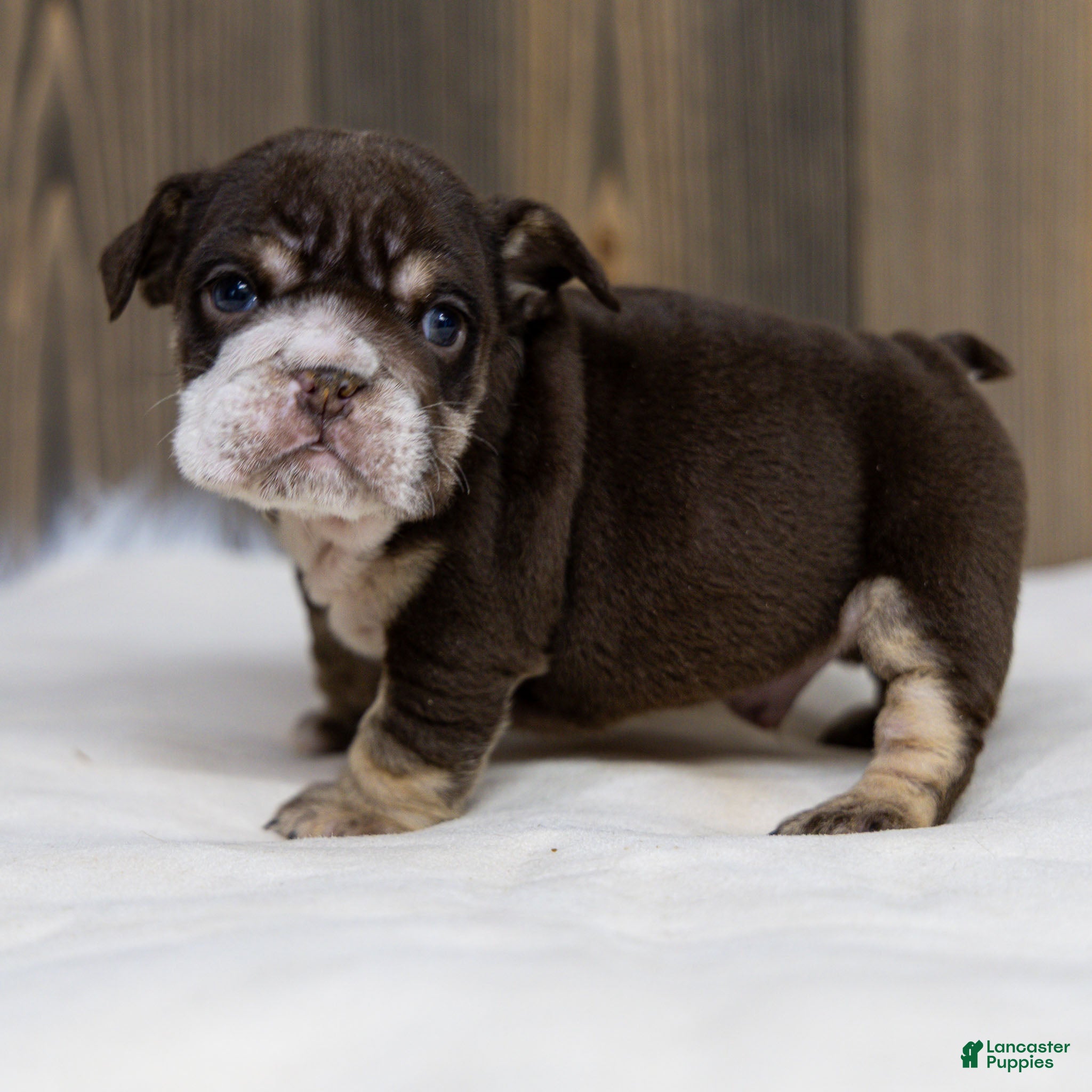 English Bulldog dogs Hershey Drift English Bulldog Puppy  - Ad 2