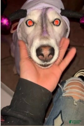 Siberian Husky dogs Siberian Husky Puppy 1 - Ad 11