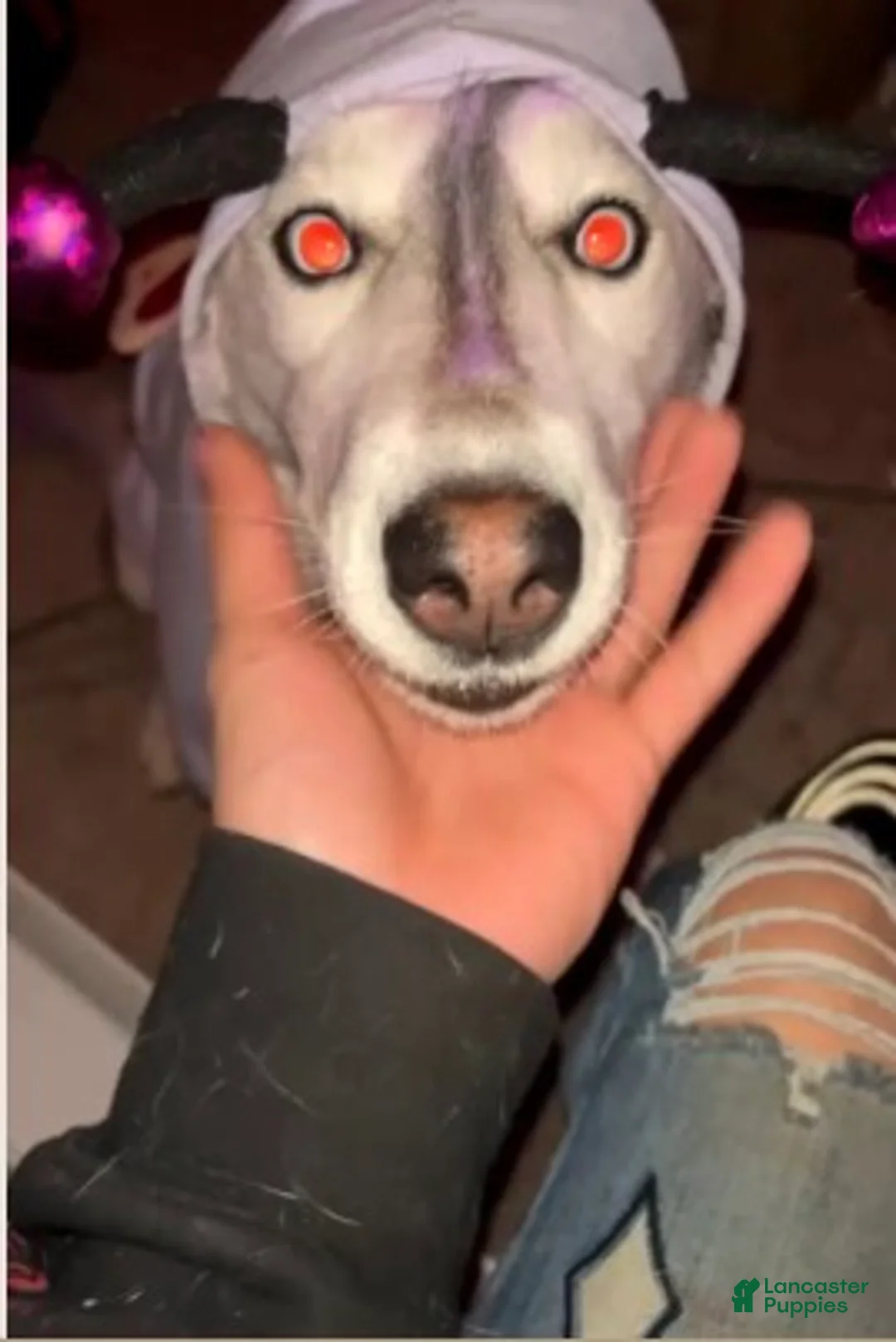 Siberian Husky dogs for sale: Siberian Husky Puppy 1 - Ad 1