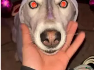 Siberian Husky dogs Siberian Husky Puppy 1 - Ad 7