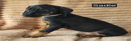 Doberman Pinscher dogs for sale: Sadie - Ad 6
