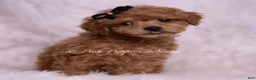 Maltipoo dogs for sale: Kai - Ad 2