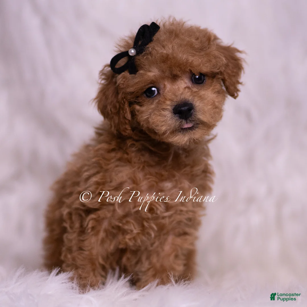 Maltipoo dogs for sale: Kai - Ad 2