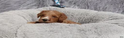 Mini Goldendoodle dogs for sale: Manny 💙 GenClearParents - Ad 9