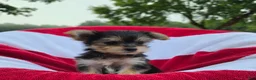 Yorkshire Terrier dogs for sale: Daisy - Ad 6