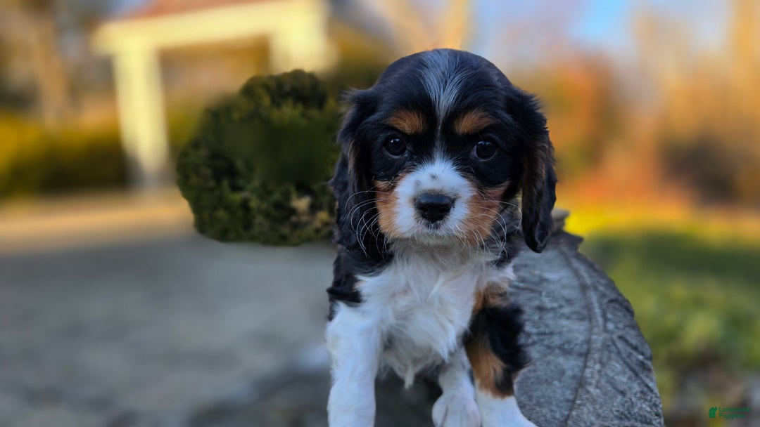 Cavalier King Charles Spaniel dogs for sale: Vivian - Ad 15