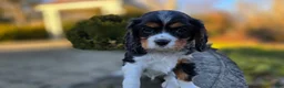 Cavalier King Charles Spaniel dogs for sale: Vivian - Ad 15