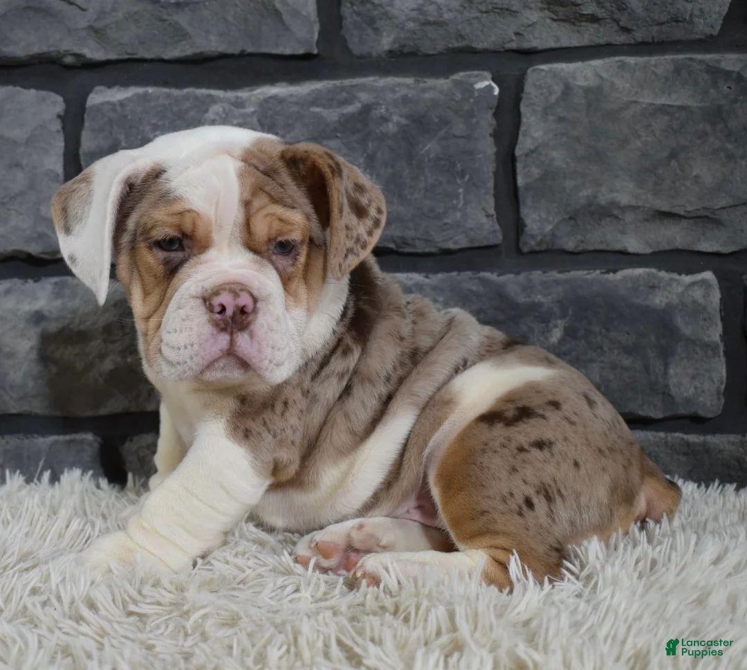 Beabull dogs for sale: Princess  - Ad 3