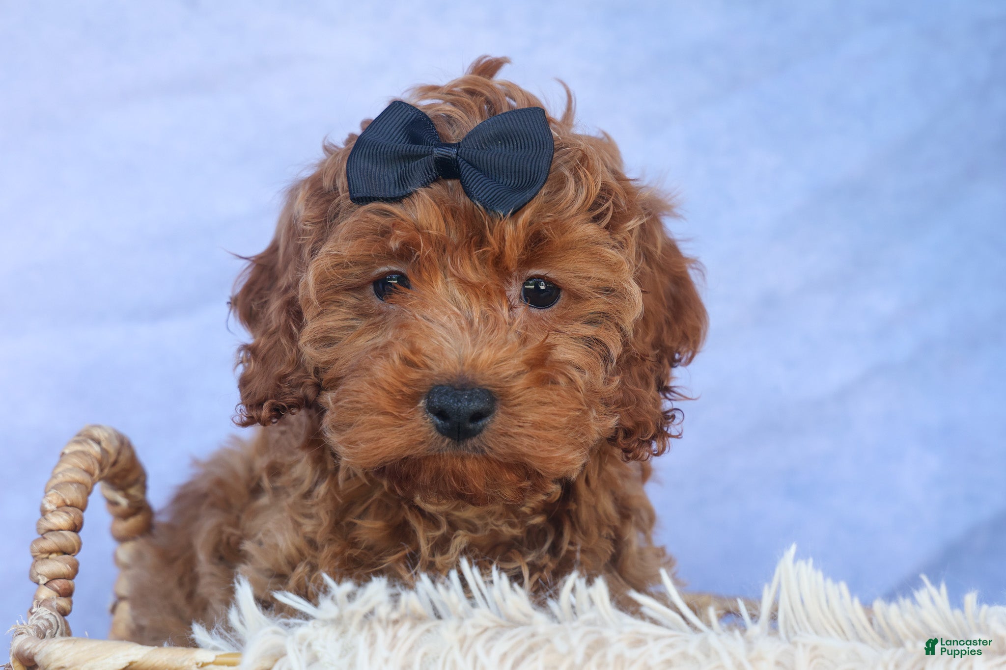 Cavapoo dogs for sale: ROMEO - Ad 13