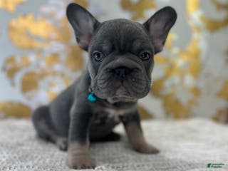French Bulldog dogs Blue - Ad 9
