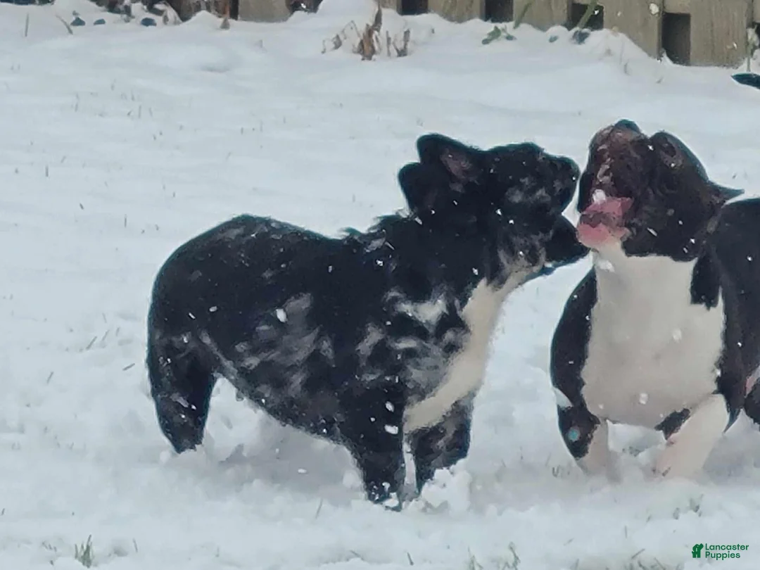 French Bulldog dogs for sale: Oreo - Ad 3