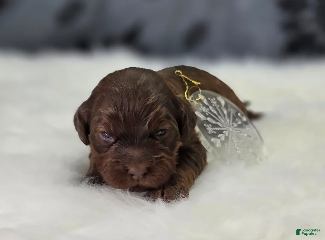 Cockapoo dogs for sale: Lyra - Ad 2