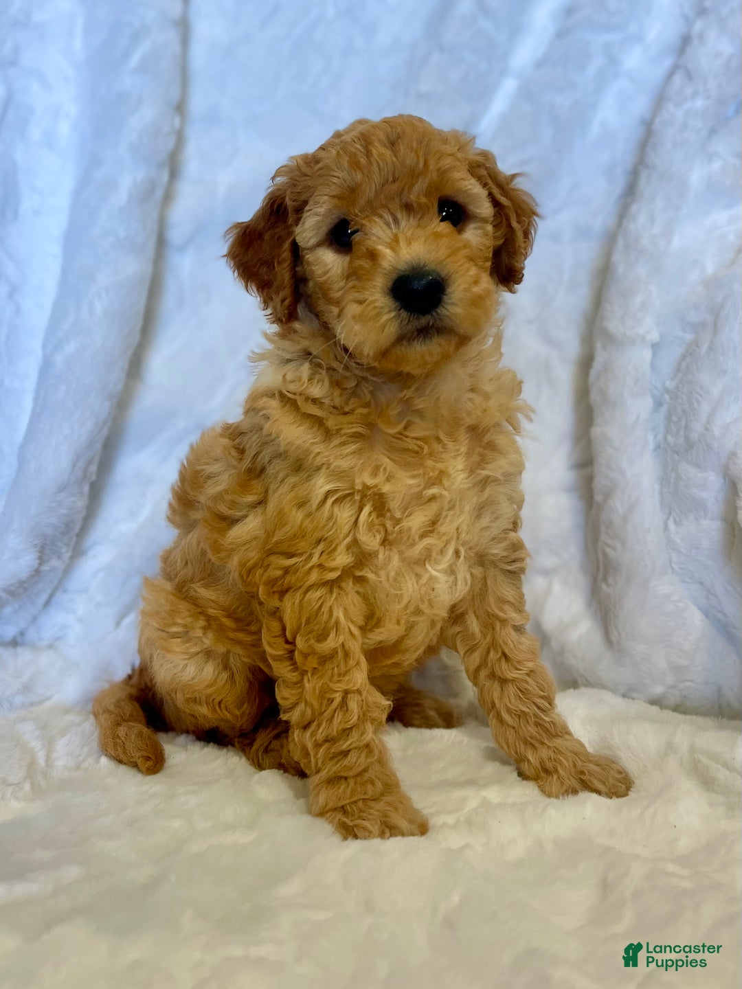 Mini Goldendoodle dogs for sale: Dash - Ad 2