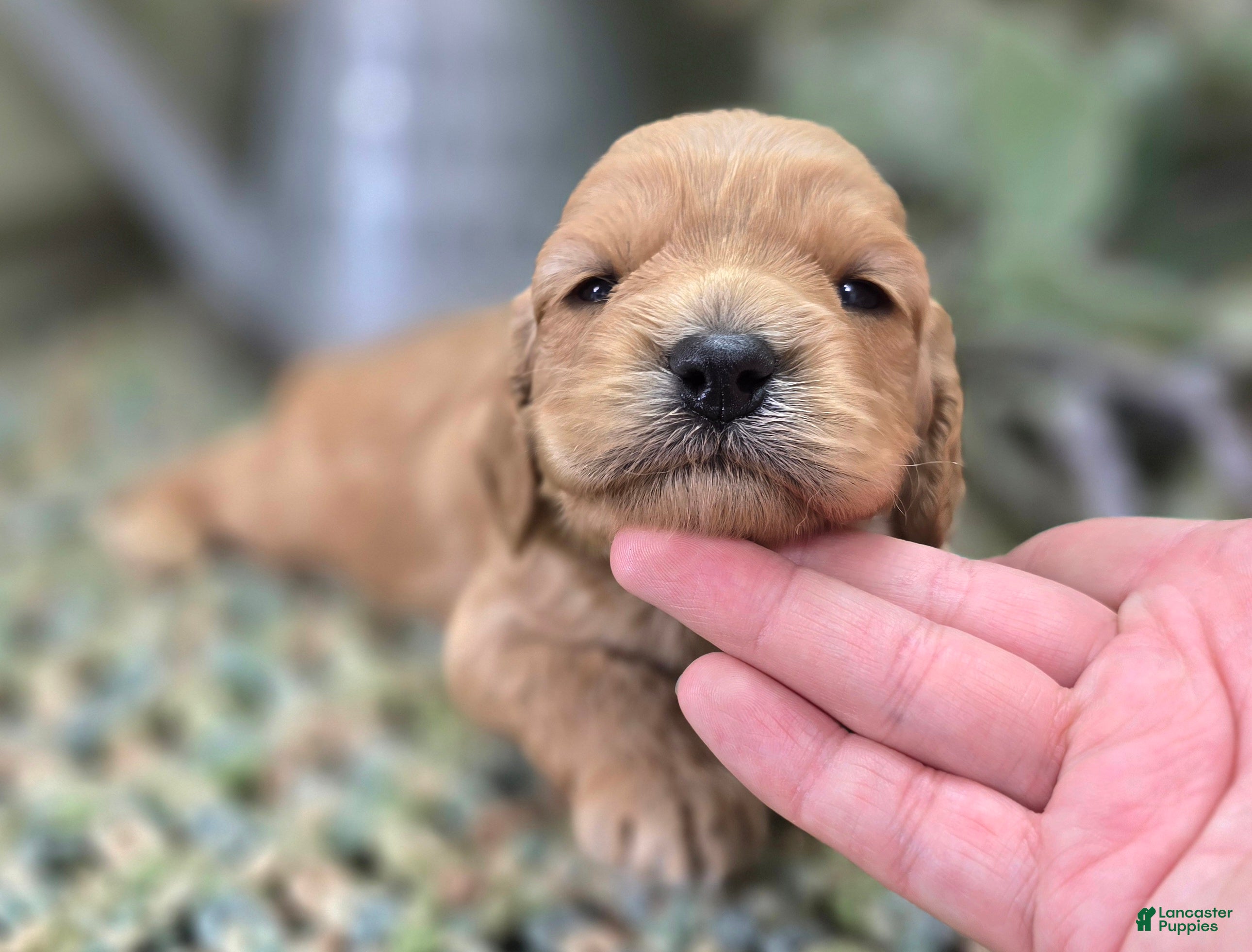 Cockapoo dogs Knotty - Ad 11