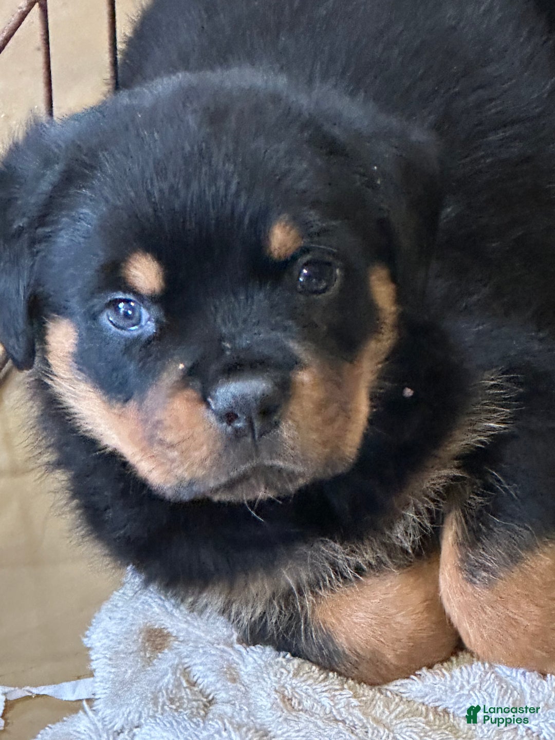 Rottweiler dogs for sale: Rottweiler Puppy 1 - Ad 2