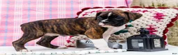 Boxer dogs for sale: Juliette - Ad 1