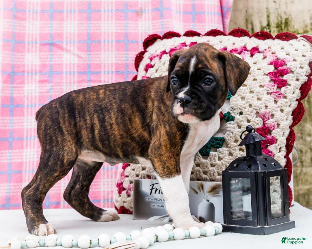 Boxer dogs for sale: Juliette - Ad 1