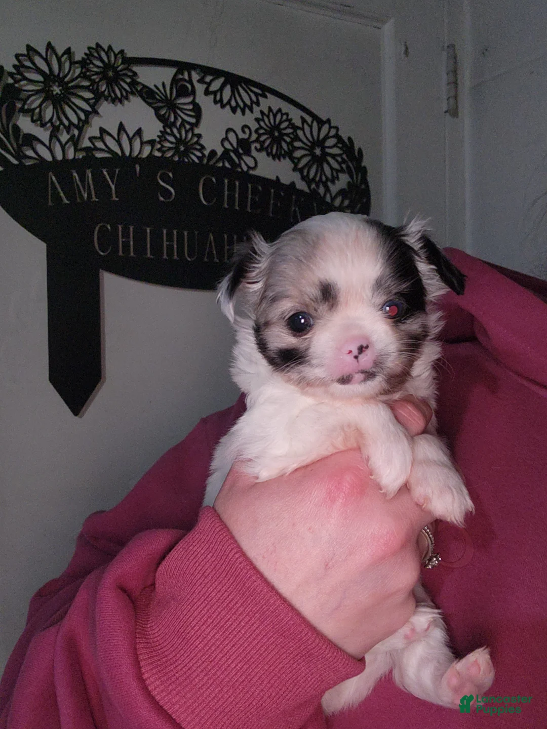 Chihuahua dogs for sale: Rosie - Ad 1